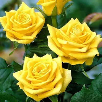 Роза ПАПИЛОН чайно-гибридная в Витебске