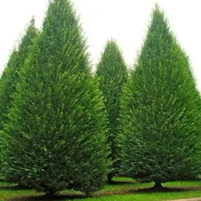 Граб  в Витебске