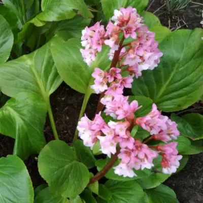 Бадан БЭБИ ДОЛЛ в Витебске