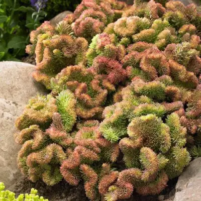 Очиток (седум) КРИСТАТУМ отогнутый в Витебске