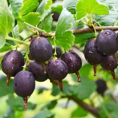 Крыжовник ЧЕЛЯБИНСКИЙ СЛАБОШИПОВАТЫЙ в Витебске