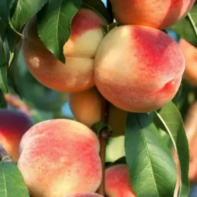 Персик ЛОЙКО 2 в Витебске