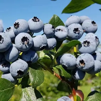 Голубика НЕЛЬСОН в Витебске