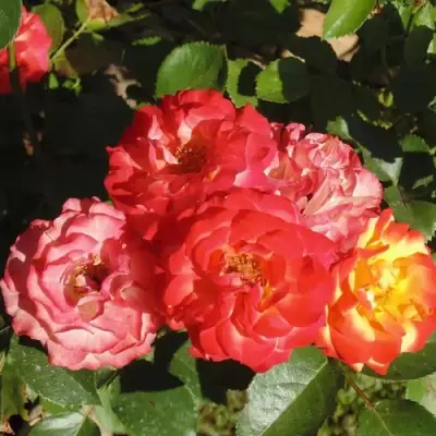 Роза ТАЙФУН спрей в Витебске