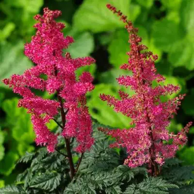 Астильба МУЛЕН РУЖ курчавая в Витебске