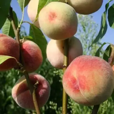 Персик ДОНЕЦКИЙ БЕЛЫЙ в Витебске