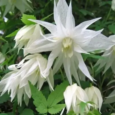 Княжик АЛЬБИНА ПЛЕНА белый махровый в Витебске