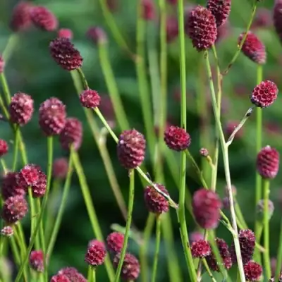 Кровохлебка ЧОКОЛАТ ТИП в Витебске