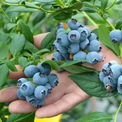 Голубика ТОРО в Витебске