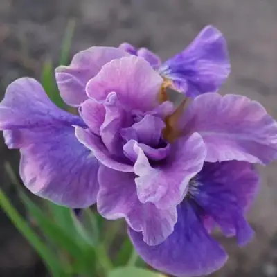 Ирис ХЭВИНГ ФАН сибирский в Витебске