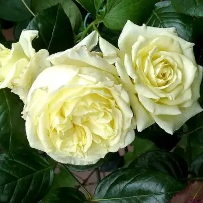 Роза ЭЛЬФ плетистая в Витебске