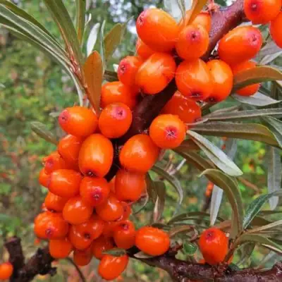 Облепиха ДЖЕМОВАЯ в Витебске