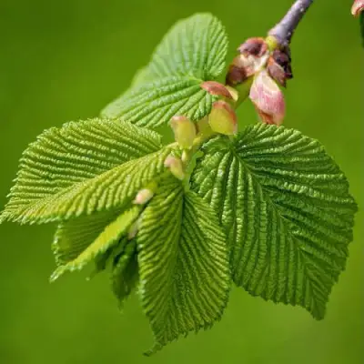 Вяз обыкновенный в Витебске