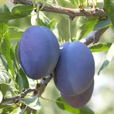 Слива СТЭНЛИ в Витебске