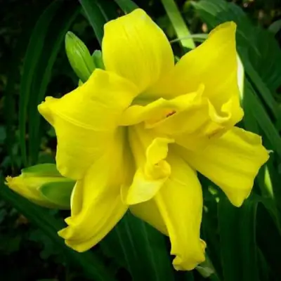 Лилейник ДАБЛ РИВЕР ВАЙ гибридный в Витебске