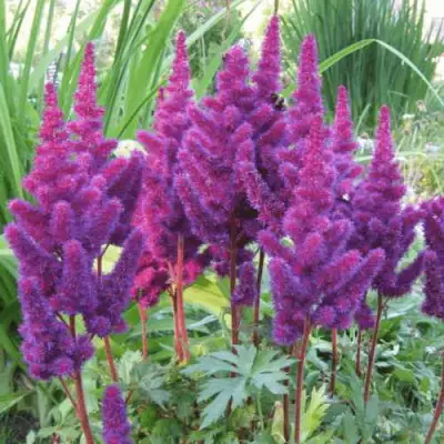 Астильба БЛЭК ЭНД БЛУ китайская в Витебске