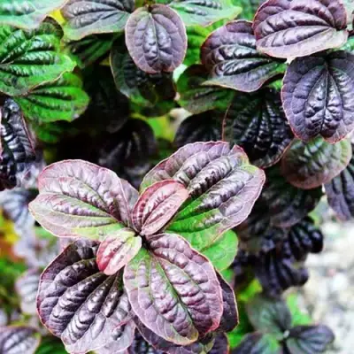 Дерен КОМПРЕССА кроваво-красный в Витебске