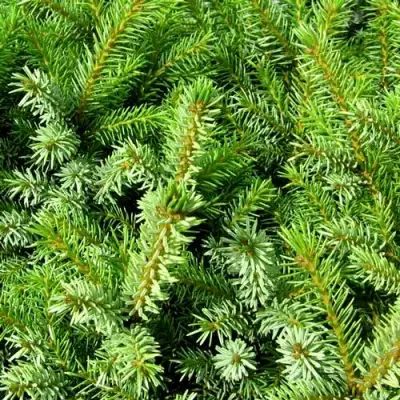 Ель НАНА сербская в Витебске