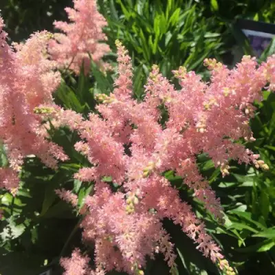 Астильба БРЕССИНГЕМ БЬЮТИ Арендса в Витебске