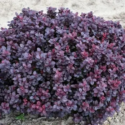 Барбарис КОНКОРД тунберга в Витебске