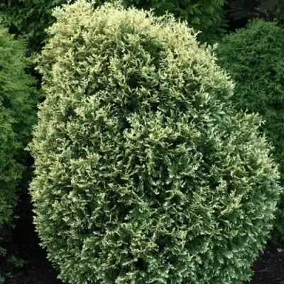 Туя ЛИТОМИШИЛ западная в Витебске