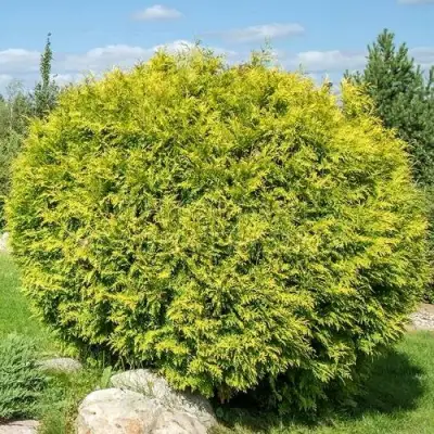 Туя ГОЛДЕН ГЛОБ западная в Витебске