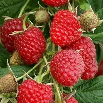 Малина ГЛЕН АМПЛ в Витебске