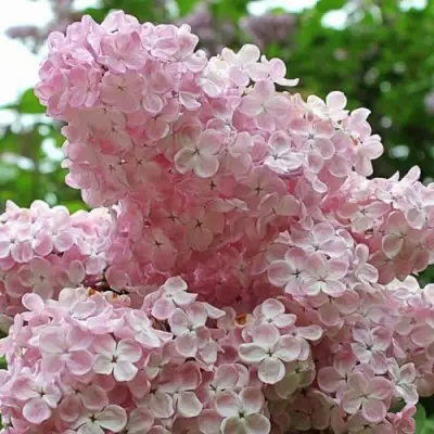 Сирень ВЕЧЕРНИЙ ЗВОН в Витебске