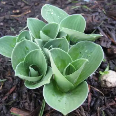 Хоста МОНСТЕР ИРЗ гибридная в Витебске