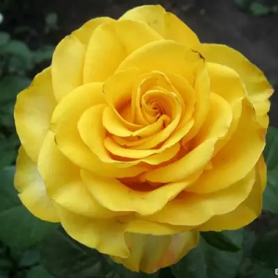 Роза КЕРИО чайно-гибридная в Витебске