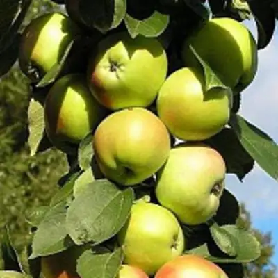 Яблоня ПРЕЗИДЕНТ колонновидная в Витебске