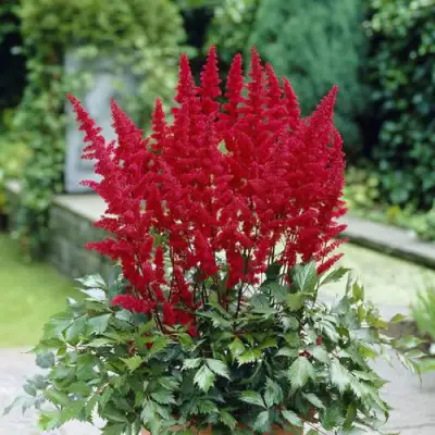 Астильба СПАРТАН Арендса в Витебске