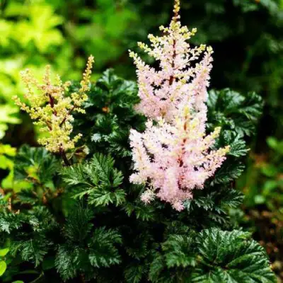 Астильба ЛИЛИПУТ курчавая в Витебске