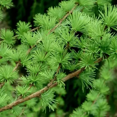 Лиственница европейская в Витебске