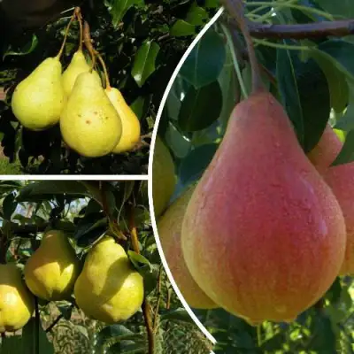 Комплект ТРИ ГРАЦИИ в Витебске