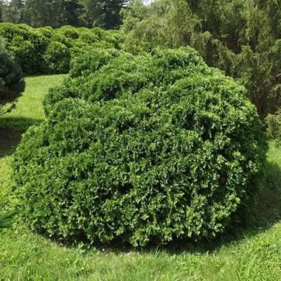 Туя УМБРАКУЛИФЕРА западная в Витебске