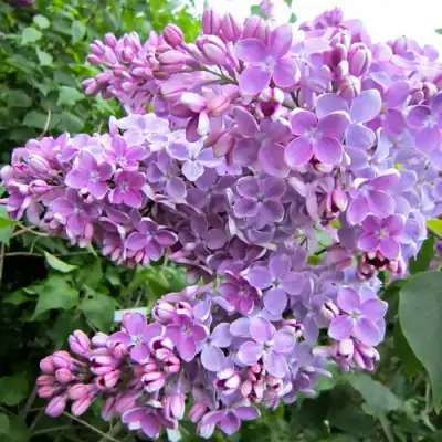 Сирень ОЛЯ в Витебске