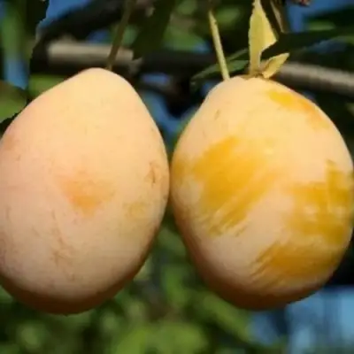 Слива ВАШИНГТОН в Витебске