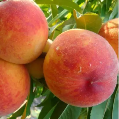 Персик ДИВНЫЙ в Витебске