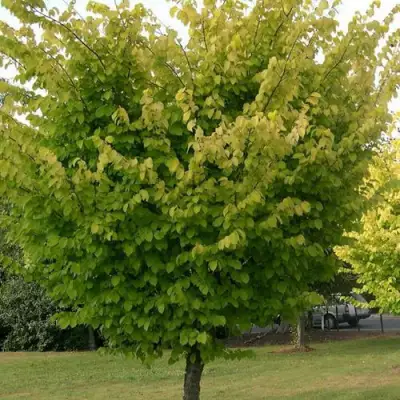 Вяз обыкновенный в Витебске