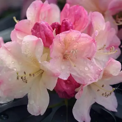 Рододендрон ПЕРСИ ВАЙСМАН в Витебске