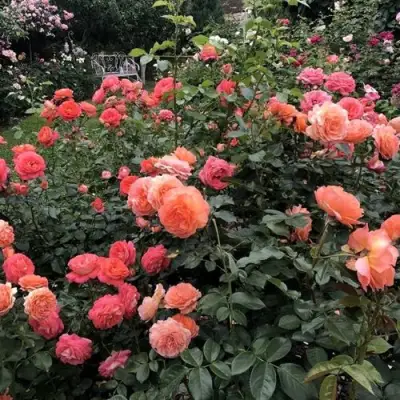 Роза БЕЛЬВЕДЕР шраб в Витебске