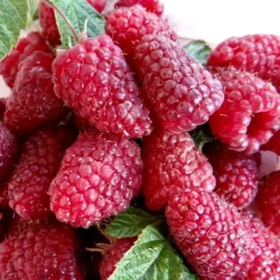 Малина КАСКАД ДЕЛАЙТ в Витебске