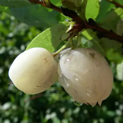 Голубика СНЕГУРОЧКА в Витебске