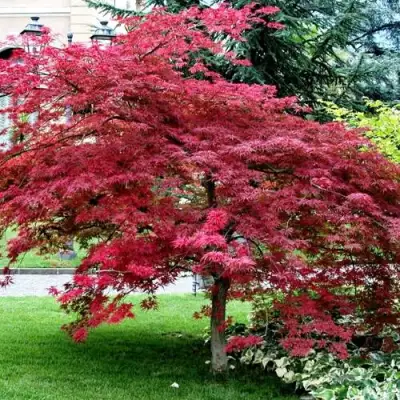 Клен пальмолистный в Витебске