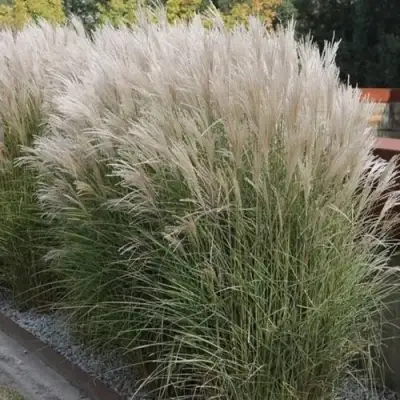 Мискантус КЛЯЙН СИЛЬБЕРСПАЙН китайский  в Витебске