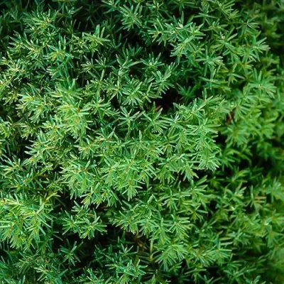 Туя ТЕДДИ западная в Витебске