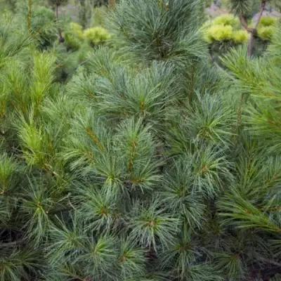 Сосна АРМАНДИ в Витебске