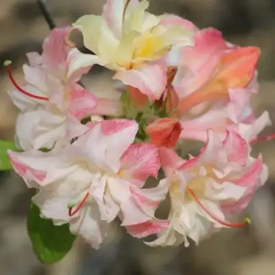 Азалия КЭННОНС ДАБЛ листопадная в Витебске