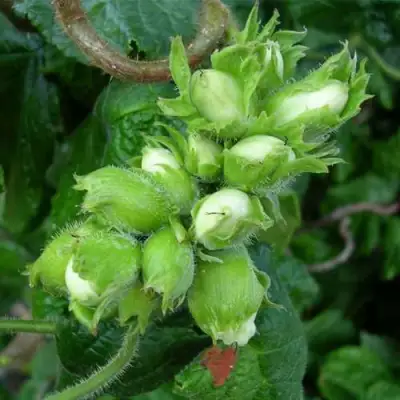 Фундук ВЕББА ЦЕННЫЙ в Витебске